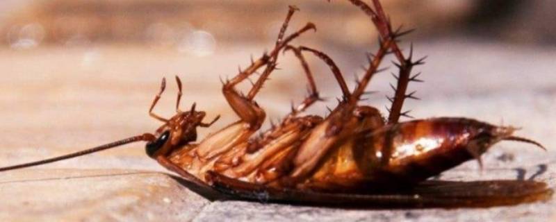蟑螂怎么彻底清除 蟑螂怎么彻底清除干净