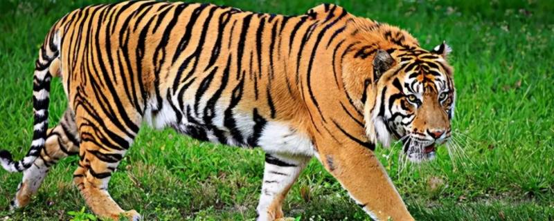 老虎种类有哪些 最常见的老虎种类