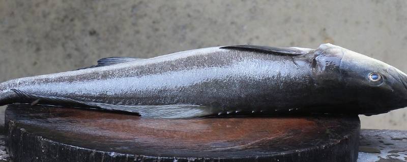 黑色的海鱼有哪些 黑色的海鱼有哪些品种图片