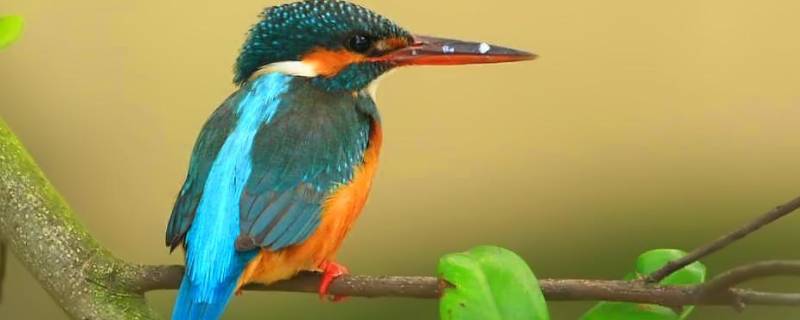 保护翠鸟写环保标语（保护环境爱护鸟类的标语）