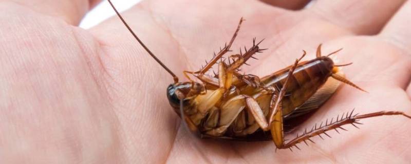 蟑螂怎么治 蟑螂怎么治最有效
