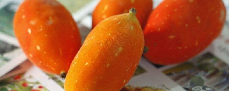 红参果是什么东西 红果参的果有什么效果