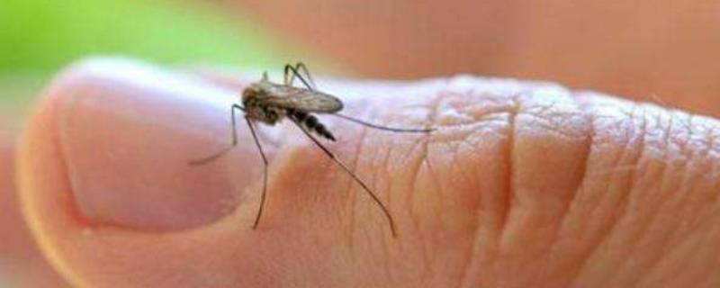 怎么彻底消灭家里的蚊子 如何消灭家里的蚊子