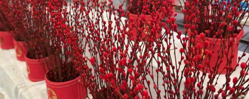 红银柳是染色的吗 红色银柳的颜色是染的吗