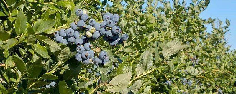 蓝莓树是什么样的（蓝莓树是什么样的图片）