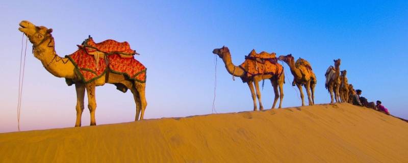骆驼生活在哪里 单峰骆驼生活在哪里
