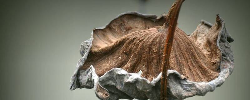 残荷象征一种什么精神 残荷的意象含义