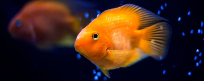 为什么鱼儿离不开水（为什么鱼儿离不开水脑筋急转弯）