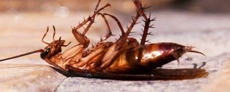 硼酸杀蟑螂的方法 硼酸杀蟑螂的方法几天换一次