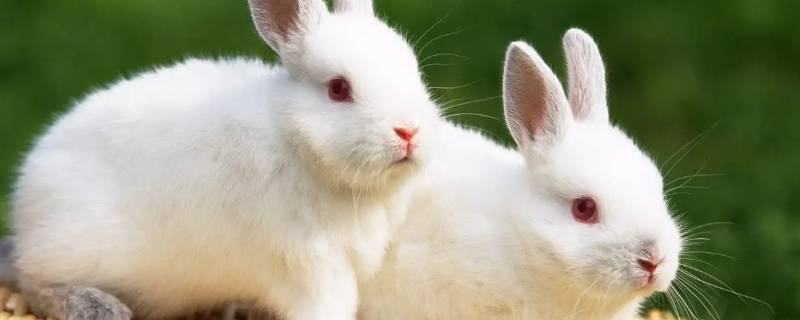 小兔子能吃什么 小兔子能吃什么水果