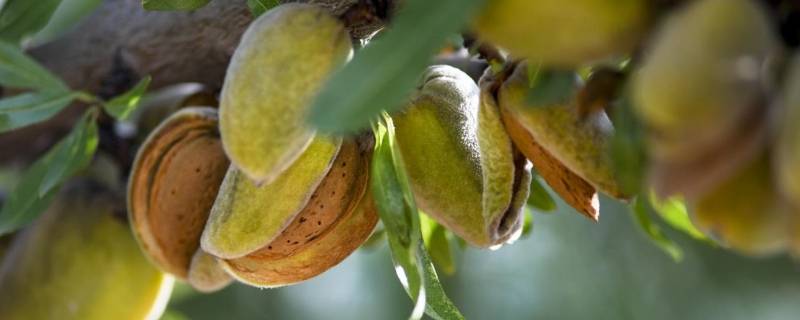 刀果巴旦木和巴旦木的区别（刀果是巴旦木吗）