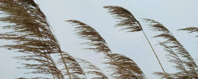 刮西北风的原因是什么（刮西北风的原因是什么20字）