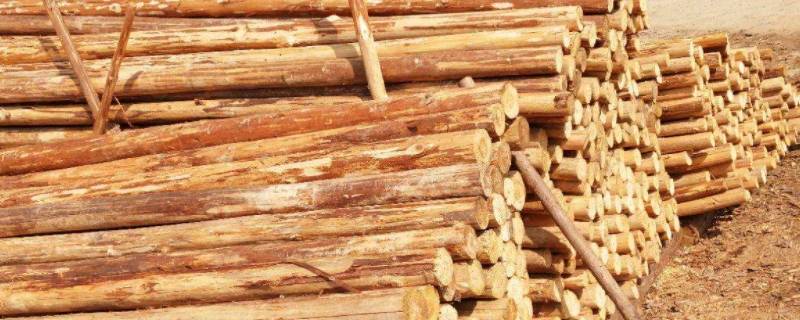 简述木材的腐朽原因及防腐方法 造成木材腐朽的因素有哪些?