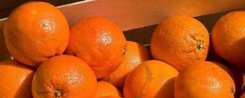 粑粑柑和橘子有什么区别（粑粑柑属于柑橘吗）