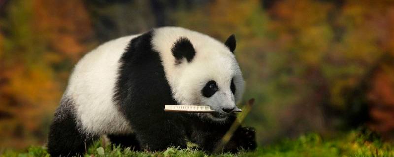 为什么只有中国有大熊猫 为什么只有中国有大熊猫呢