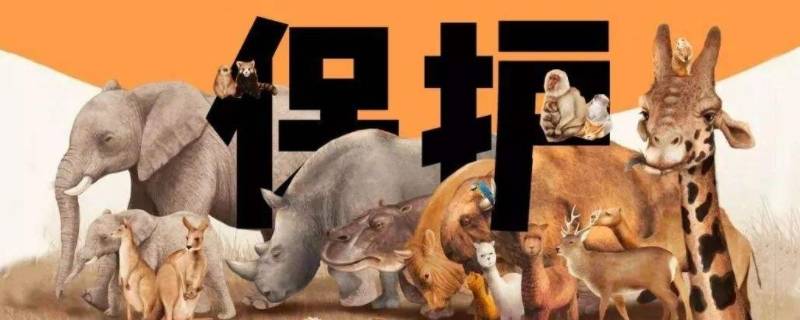 保护动物的名称有哪些（保护动物的名称有哪些四字词语）