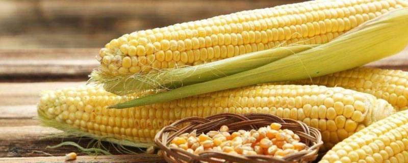 玉米为什么叫玉蜀黍（玉米为啥叫蜀黍）