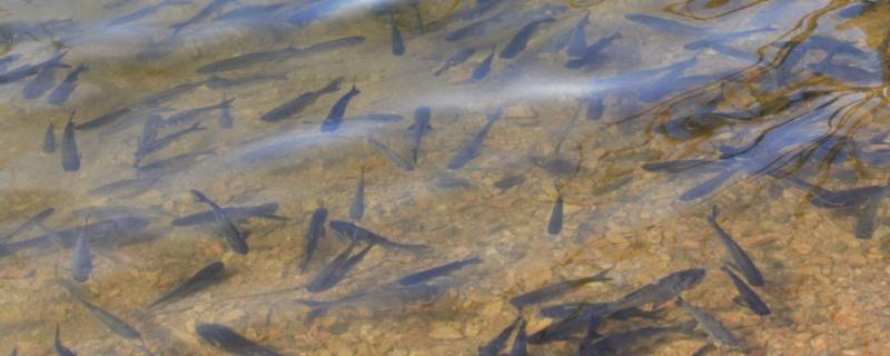 鱼小时候叫什么（小鱼小时候叫什么）