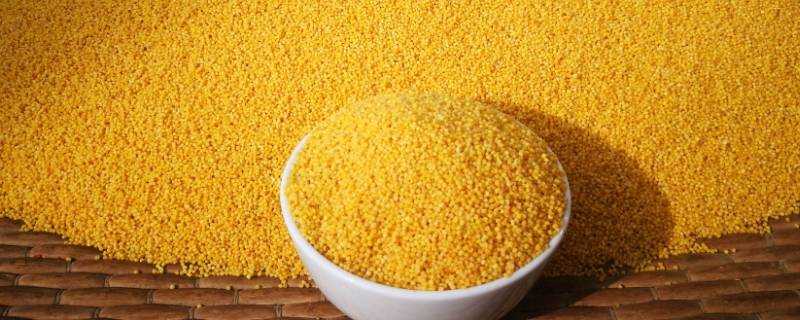 小米蛋白质含量 小米蛋白质含量每100克