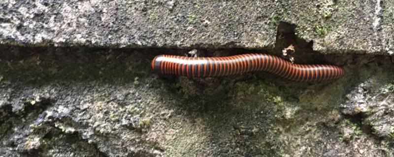 节肢动物门有哪些纲 节肢动物门有哪些纲及代表动物