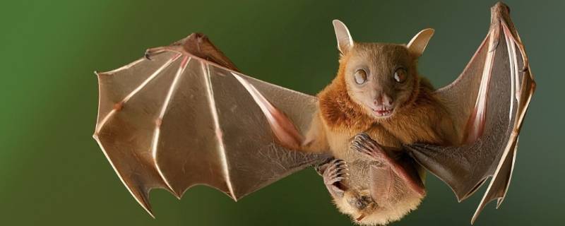 蝙蝠属于什么中的翼手目 蝙蝠属于什么中的翼手目总数超过一千种