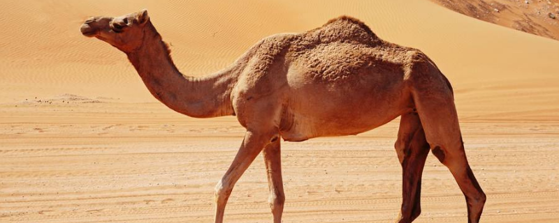 骆驼分为双驼峰和单驼峰两种对吗（骆驼有单驼峰双驼峰两种是属于哪种说明方法）