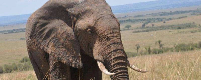 公象大还是母象大（公大象和母象的区别）