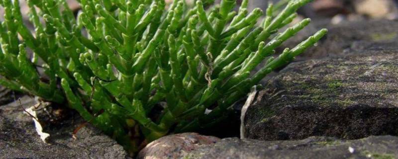 海茴香是什么东西 海茴香百科