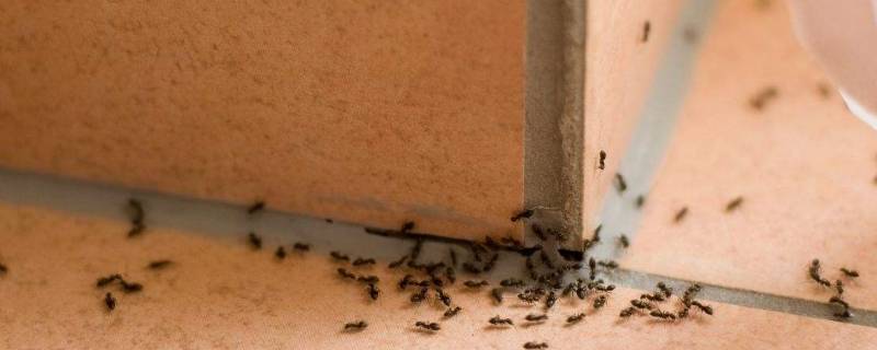 家里蚂蚁太多怎么办能除根（家里蚂蚁太多怎么办能除根什么药）