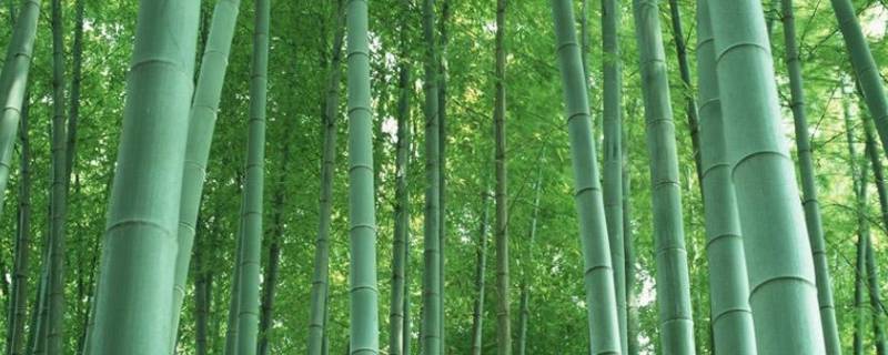 古时对竹子的雅称 竹子在古代的雅称