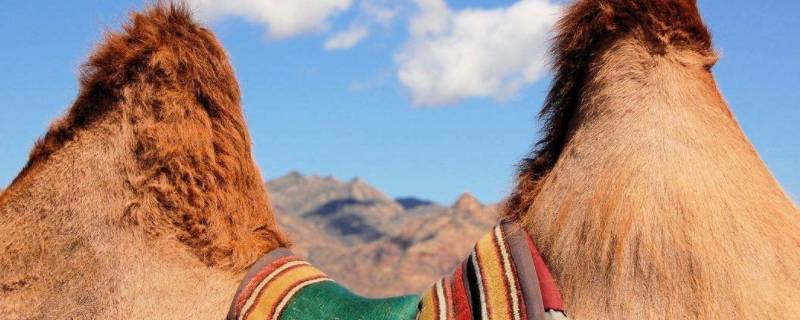 驼峰由几部分组成（驼峰分为哪三部分组成）