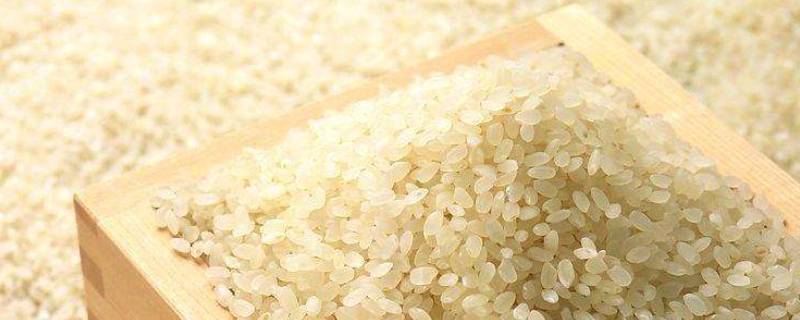 禾米是什么米 禾米是什么意思呢