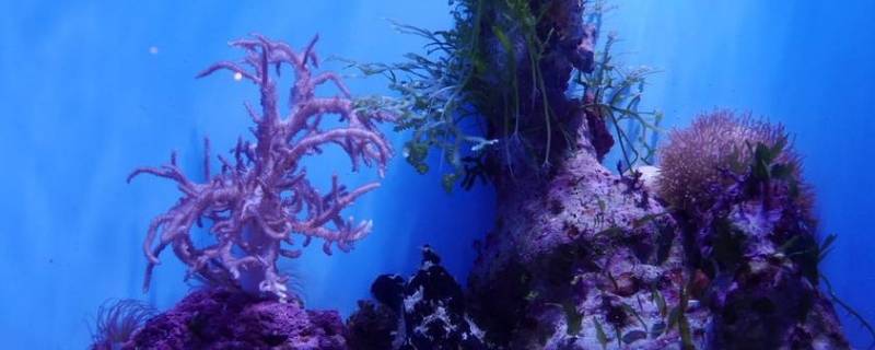 海葵和珊瑚有什么区别 珊瑚和海葵是动物还是植物
