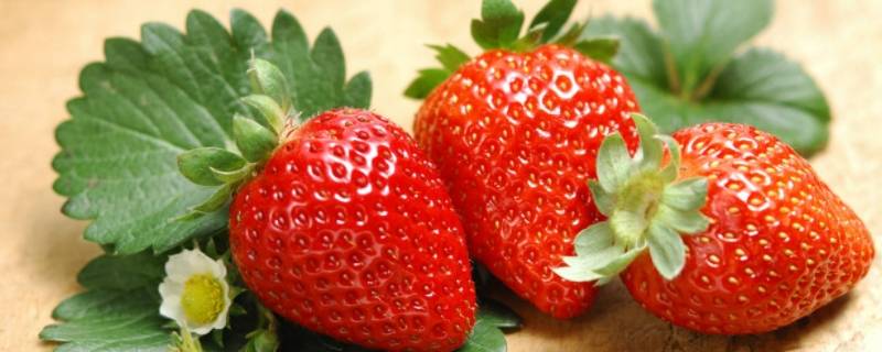 草莓上的小麻点是什么（草莓上的小麻点是什么种子运输水分的器官）