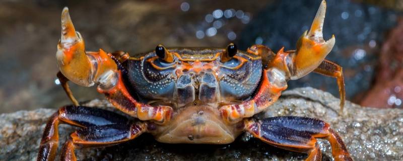 大闸蟹清洗方法（大闸蟹清洗方法视频教程）