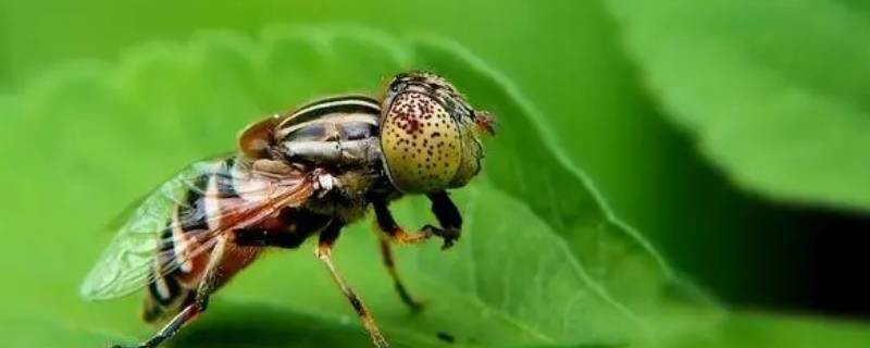 果蝇属于什么门（果蝇属于哪一门）