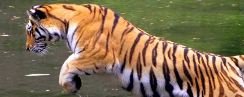 虎的品种 世界上有多少种老虎的品种