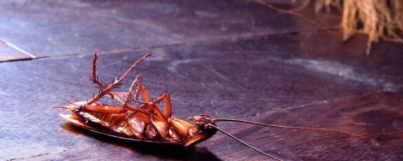 家里有蟑螂怎么灭绝 家里的蟑螂能彻底消灭吗