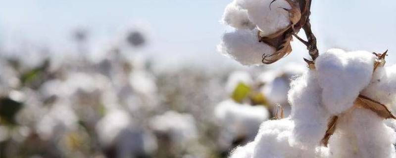 澳洲棉是什么材质 澳绒棉是什么材料