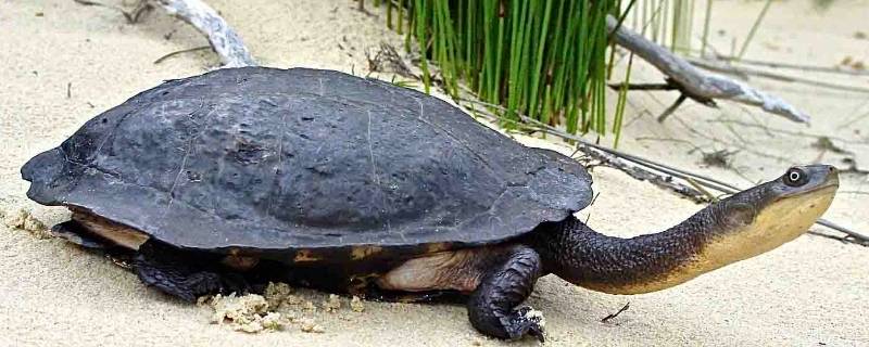 蛇颈龟是保护动物吗 环颈蛇是保护动物吗
