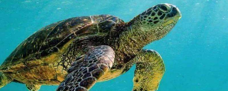海龟为什么会吃塑料袋 海龟吞食塑料袋