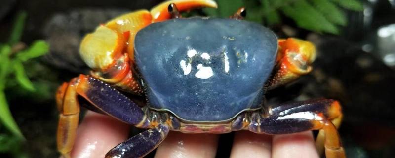 观赏蟹吃什么食物 观赏蟹吃什么?