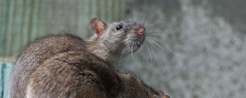 厨具被老鼠爬过还能用吗 被老鼠爬过的碗筷还能用吗