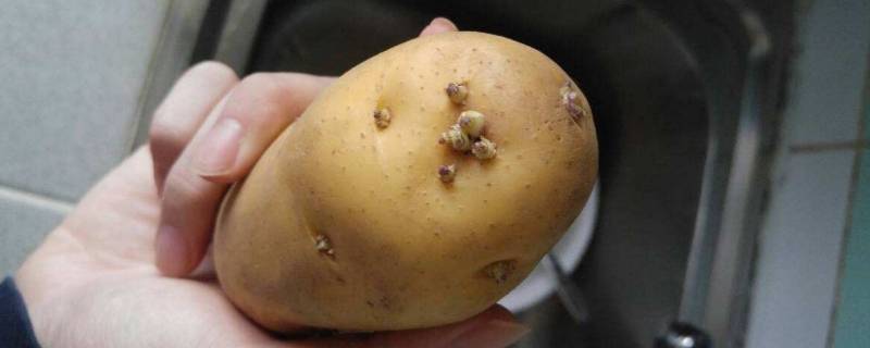 发芽的土豆怎样处理（发芽的土豆怎样处理才能避免中毒）