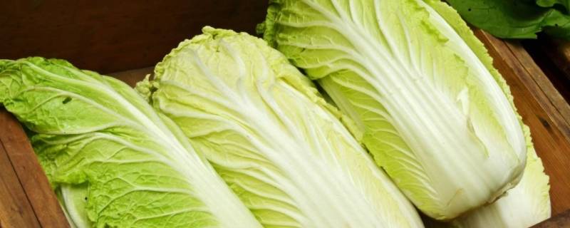 白菜保鲜储存方法（白菜如何保鲜）