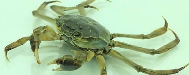为什么螃蟹横着走（为什么螃蟹横着走路视频讲解）