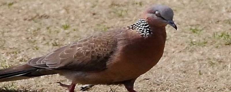 布谷鸟是保护动物吗 布谷鸟是鸟类吗