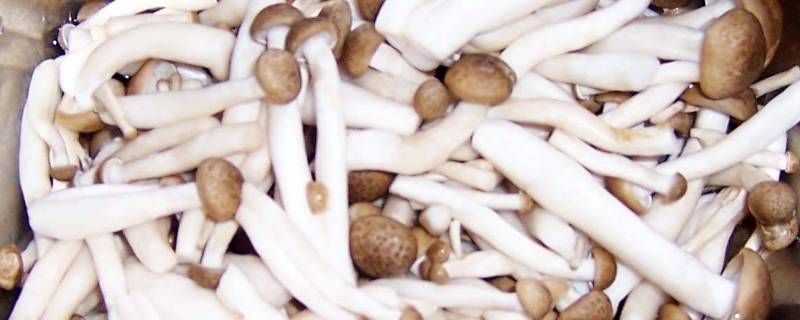 蟹腿菇是什么 蟹腿菇和蟹味菇