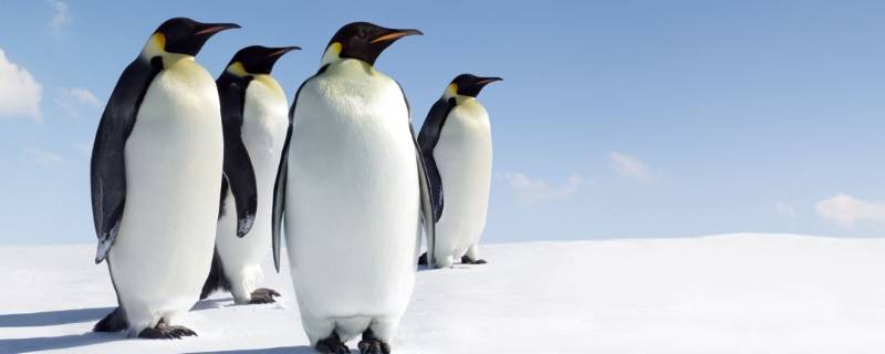 极地动物都有哪些 极地动物都有哪些白鳍豚