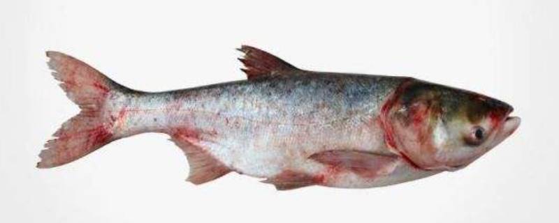 查干湖鱼是什么鱼 查干湖的鱼是什么鱼种